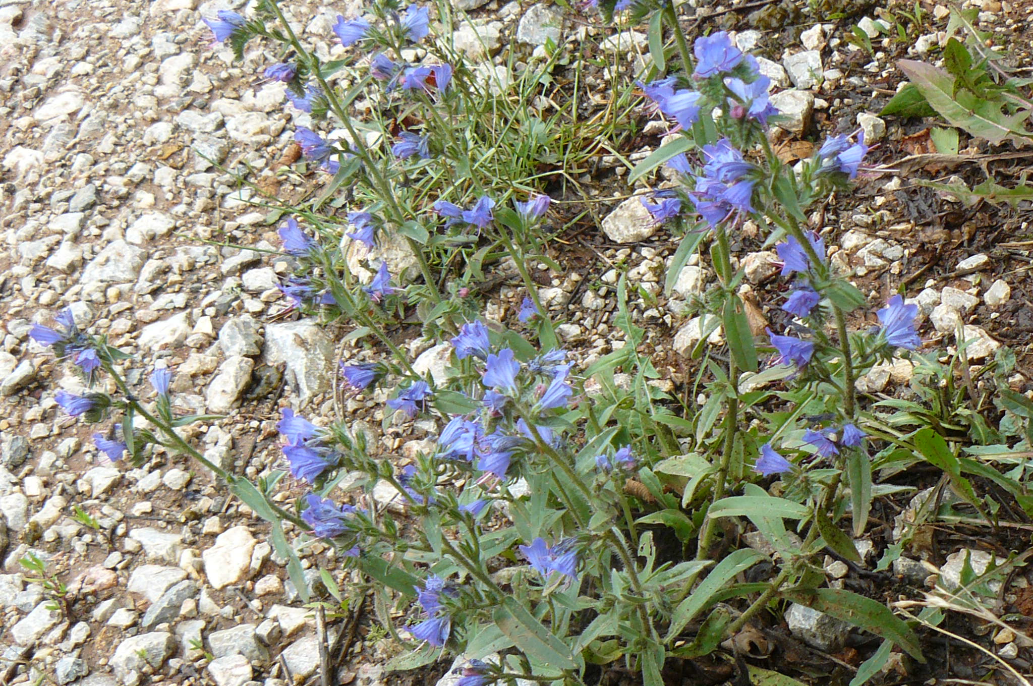 115 Zo Silickej Brezovej do Silice